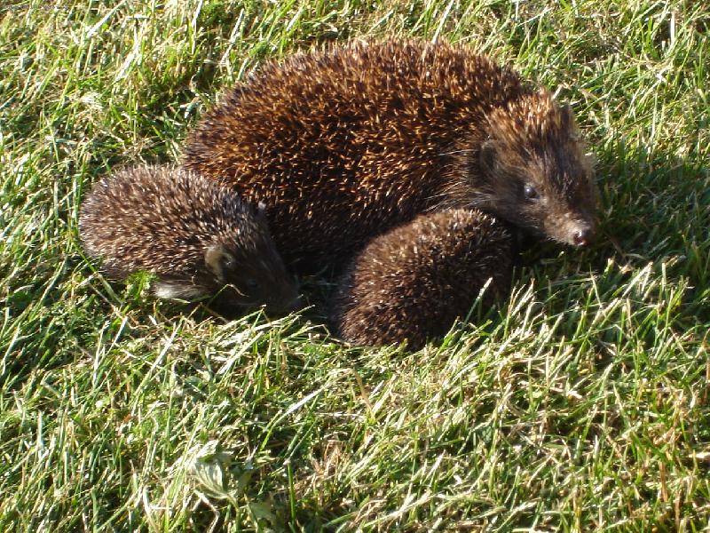 Foto: Je��� rodina-maminka si odv�d� d�ti