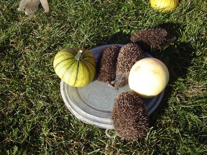 Foto: je�e�ci-tak ty d�n� neodneseme