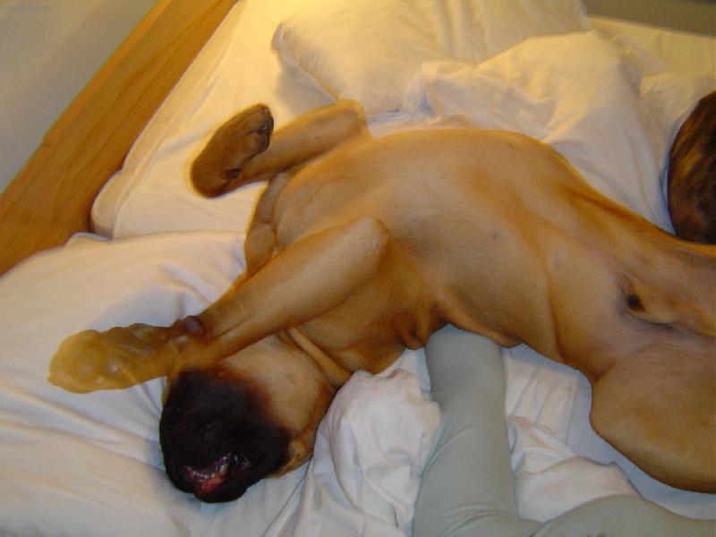 Foto: je�t� se chvili�ku prot�hnu jooo?-bulmastif le��c�