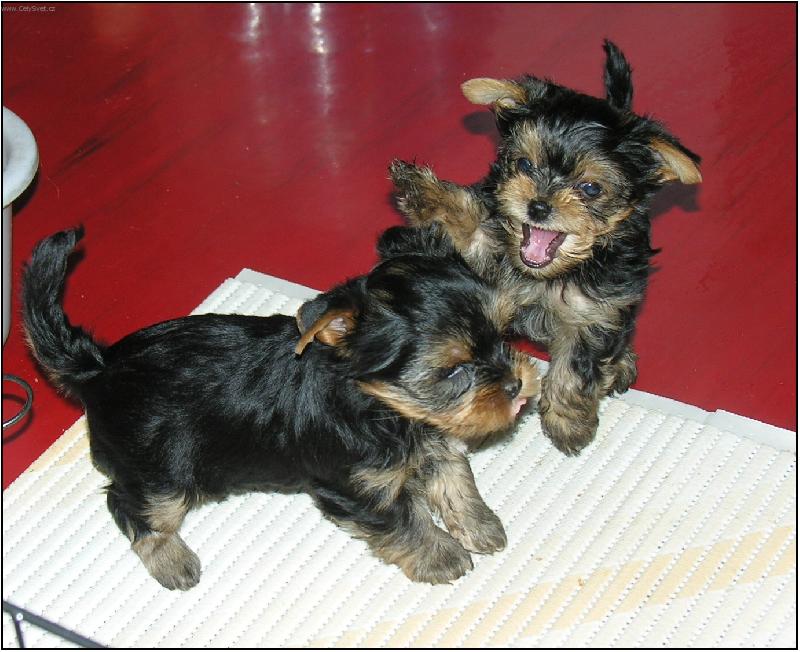 Foto: T���dle-Takhle kon�� h�dka