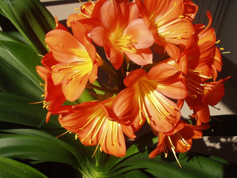 Foto: kl�vie-kr�sy zimy