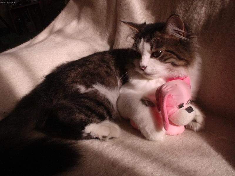 Foto: Pejsek a ko�i�ka