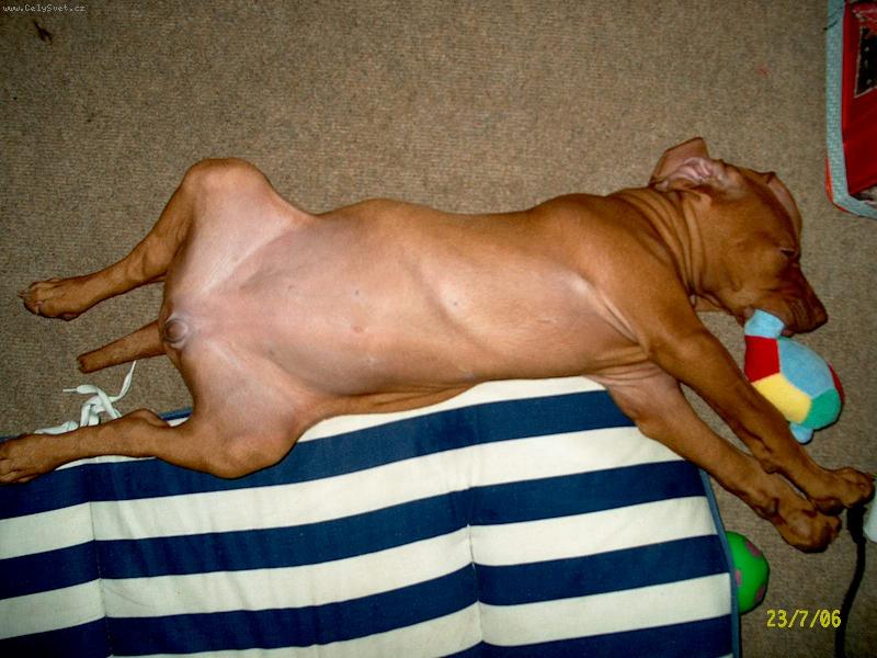 Foto: Ach bo�e,j� tu �elvu prost� ned�m.....-sp�c� 9 t�dn� star� �t�n�