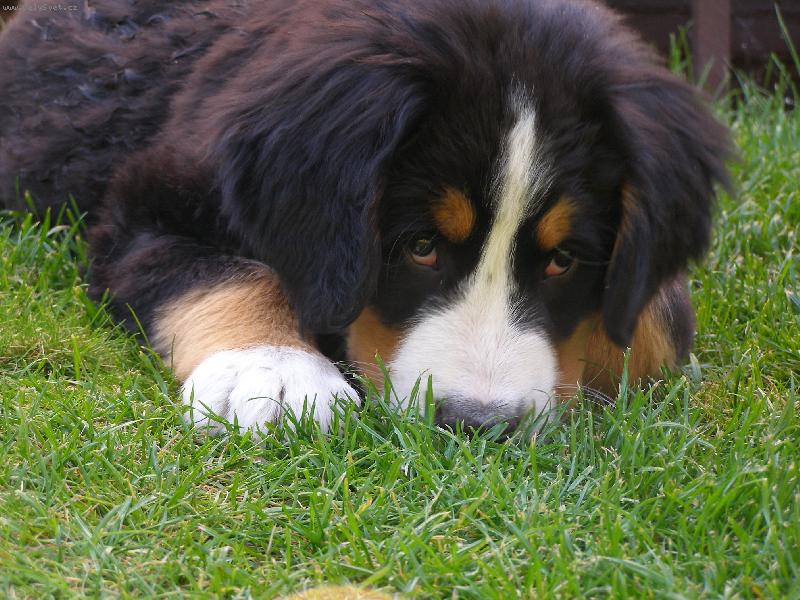 Foto: je celkem dobr�-ochutnv� na oko tr�vu