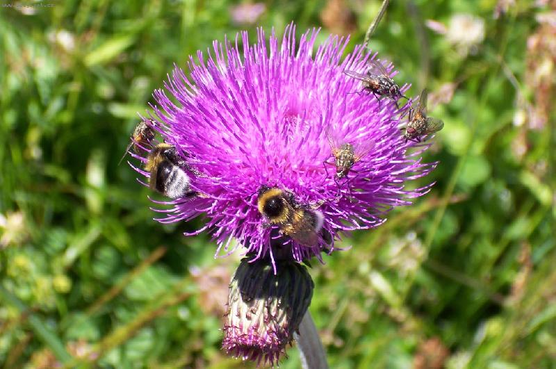 Foto: Nejkr�sn�j�� bodl�k...