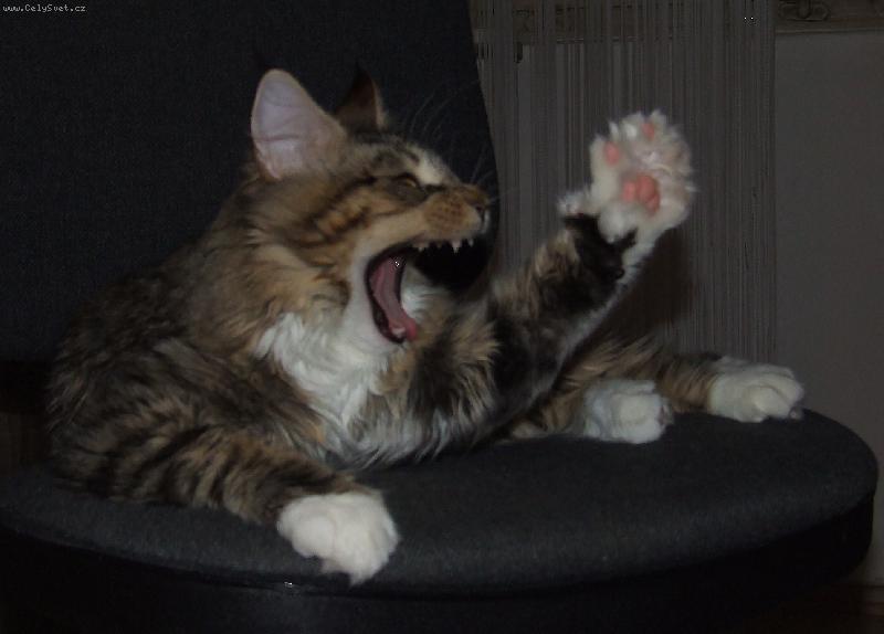 Foto: "Plat�m!!!"-z�vaj�c� Leonardo