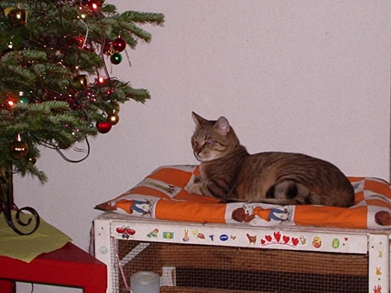 Foto: Garfild o V�noc�ch-Takhle tr�vil n� kocour Garfild V�noce