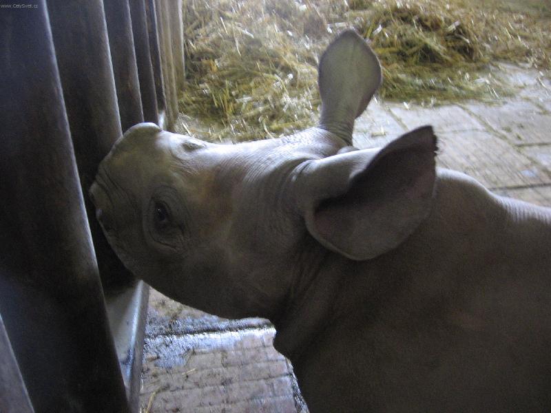 Foto: nosoro��� sle�na ze zoo DKnL-je to modelka od p��rody