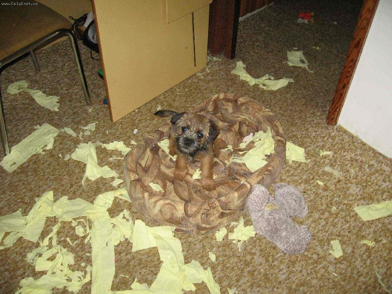 Foto: P�edv�no�n� �klid-Nud�c� se Bordel teri�r