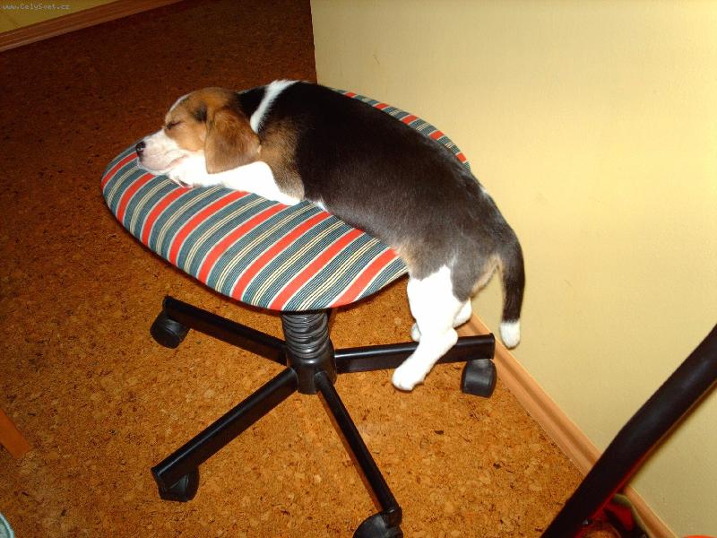 Foto: Takhle se pad� �navou na �um�k