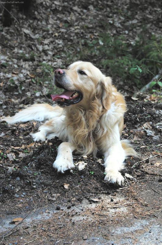 Foto: Po dlouh� vych�zce chvilka oddechu-Hov�n� v bl�t�