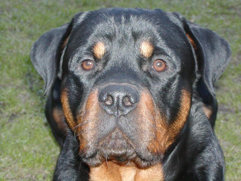 Foto: Arwen p�zuje-portr�tov� :o)