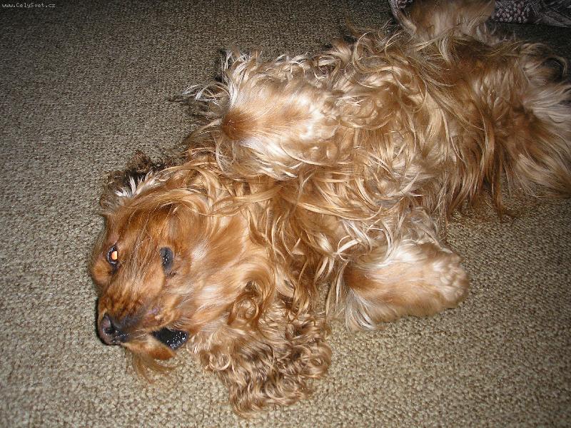 Foto: Relaxace na�eho ps�ka-Kdo m� podrbe na b��ku?