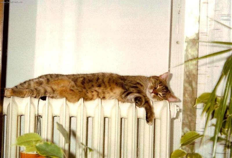 Foto: Je mi velmi p��jemn�-Na�e ko�i�ka Rita na topen�