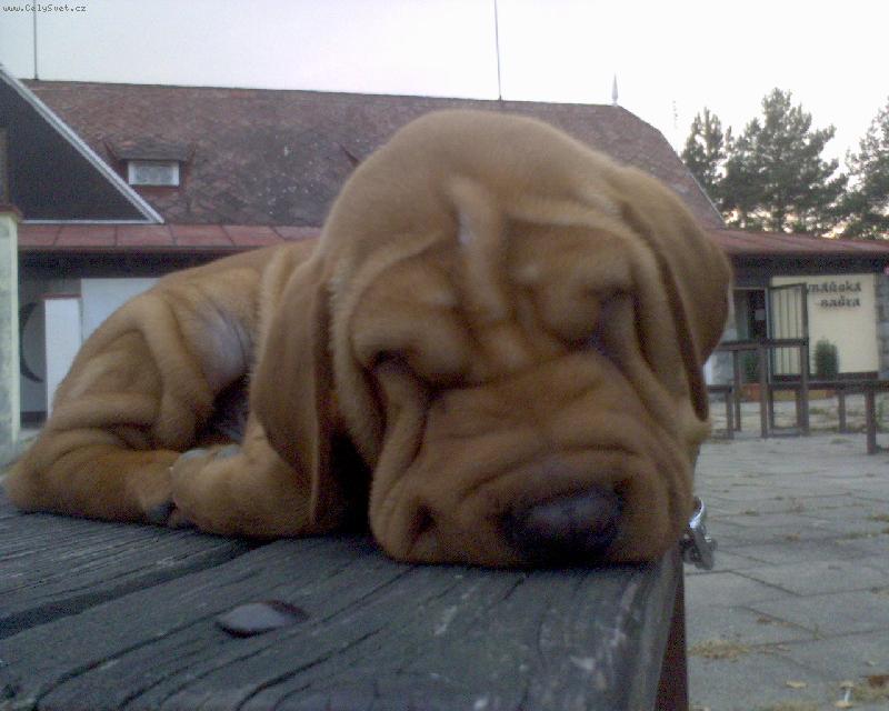 Foto: Sly��ek n� 3-m�s��n�-�t�n�tko spink� po dlouh� proch�zce p��rodou