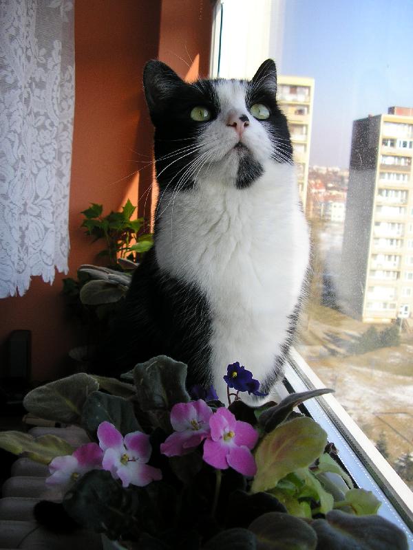 Foto: �ek�n� na m�s�c-Kdy u� kone�n� vyjde ten kr�sn� m�s�c