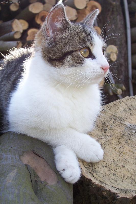 Foto: medv�dek-ko�i����k m��a