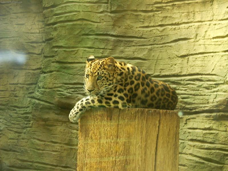 Foto: Tygr-Zoo Olomouc