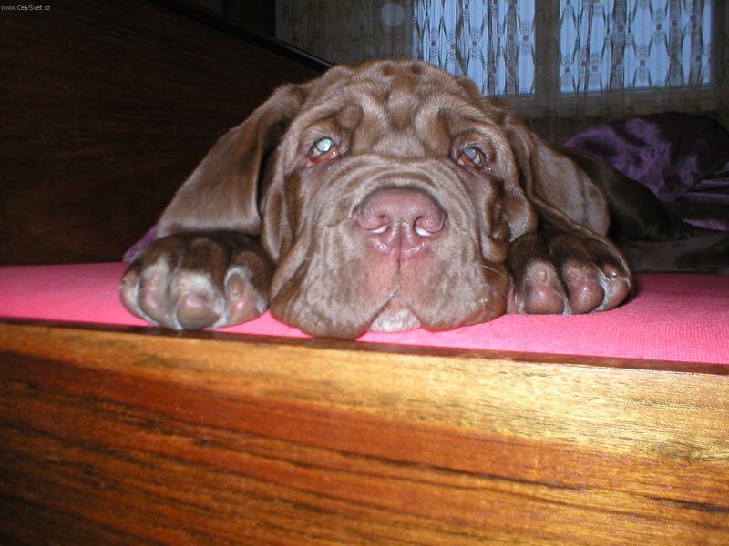 Foto: moje-ne, nikam nejdu - le��m