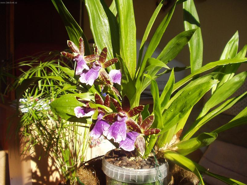 Foto: zygopetalum-moje prvn�...