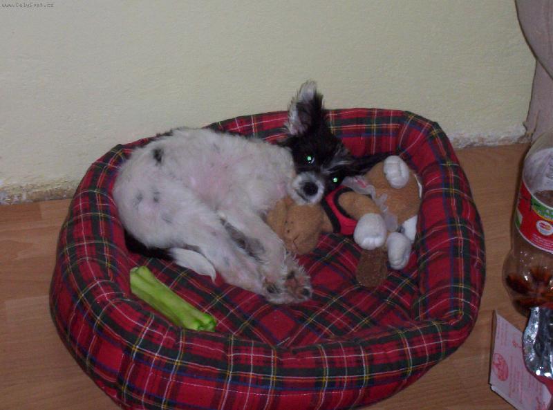 Foto: sp�nek-to se to spink� s kamar�dem