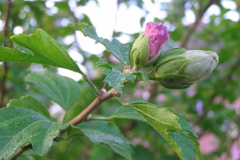 Foto: Poup�tko-Ml�d� je kr�sn� i u kv�tin