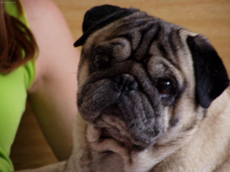 Foto: Archi Remideto Bohemia-je to krasavec se v��m v�udy:)