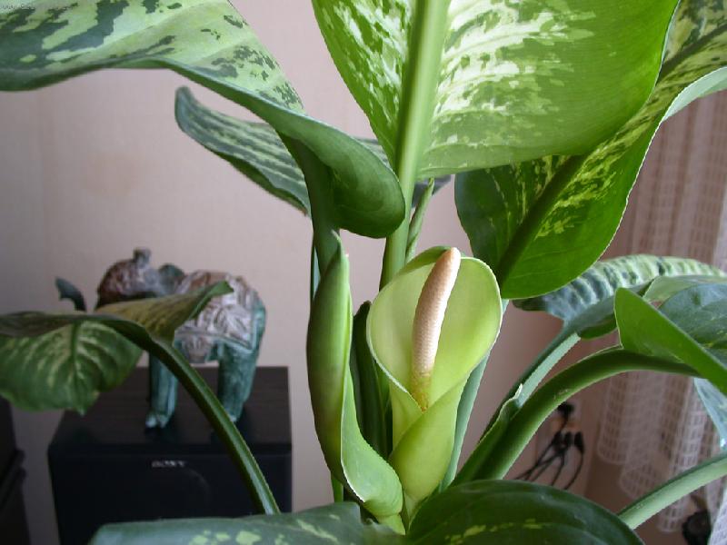 Foto: Kone�n� vykvetla!-Kvetouc� mramornatka (detail kv�tu a vrcholu)