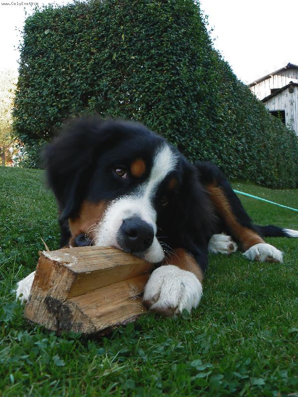 Foto: M�m hlad :)-V�echno se d� "se�rat" ! :)