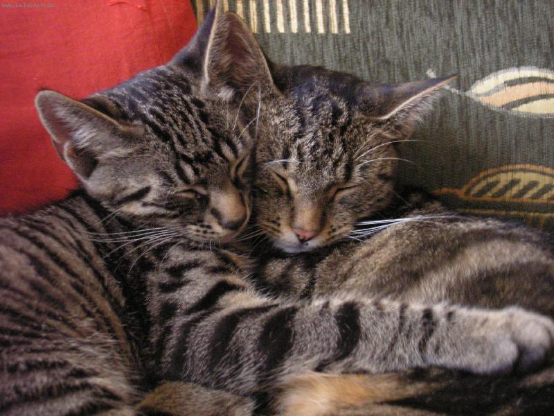 Foto: odpoledn� �lof�k