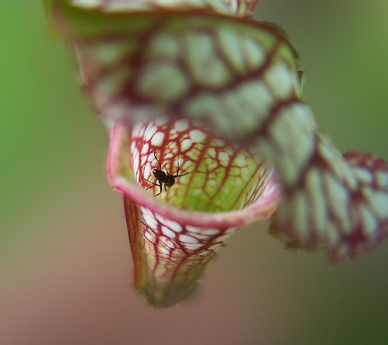 Foto: Sarracenia leucophylla-Maso�rav� rostlina