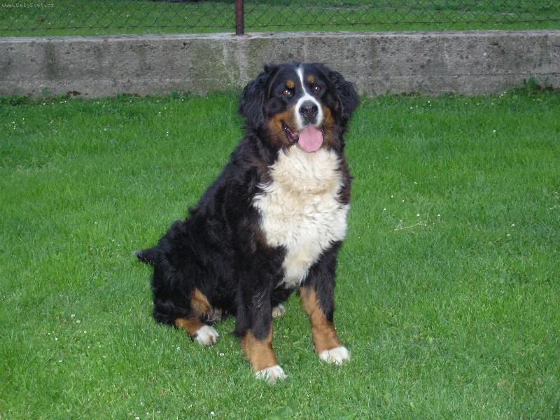 Foto: Tak to je odepoledn� siesta-tak tohle je m�j pli���ek