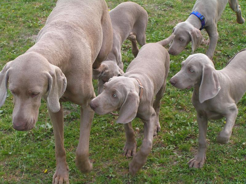 Foto: sme�ka-fena se �t��aty