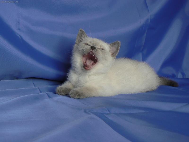 Foto: Diego Dajeka.CZ-Nuda p�i focen�