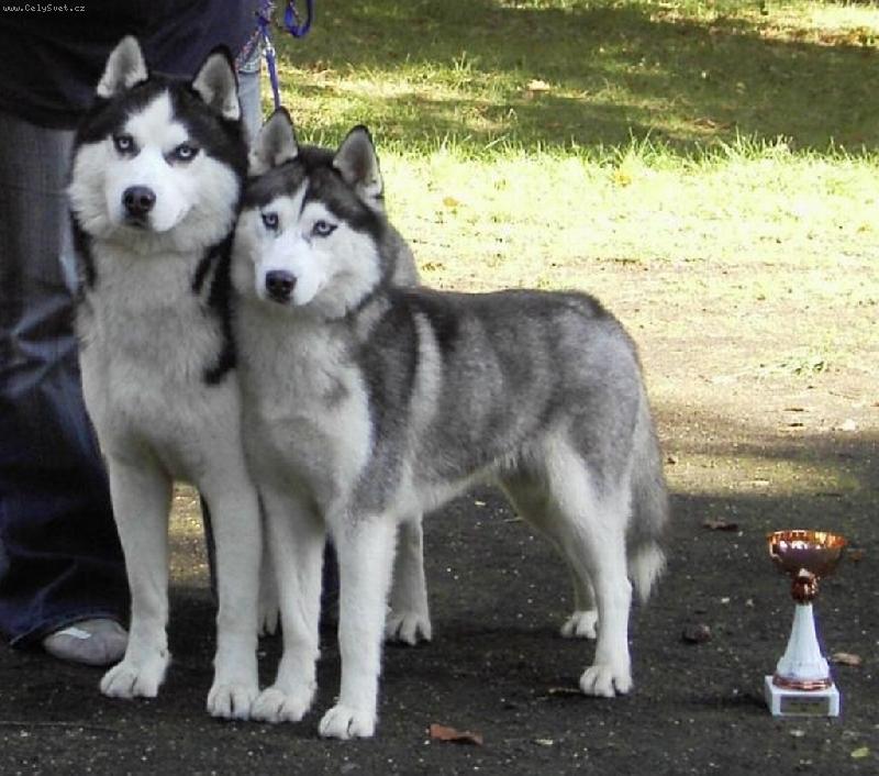Foto: zlat�ka-a �e husky je jen na b�h... tohle jsou lenivci a nejrad�ji maj� gau�
