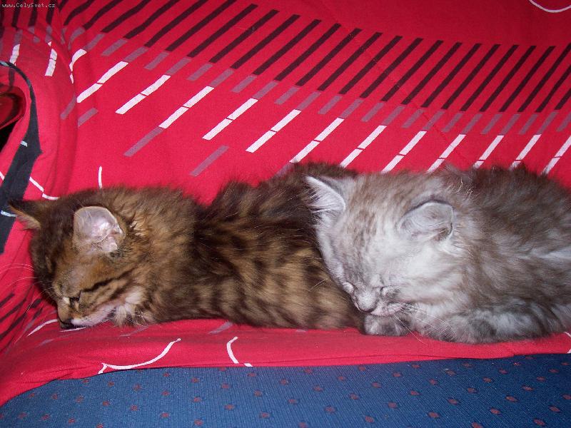 Foto: Sp�c� ko�i�ky-Spinkaj�