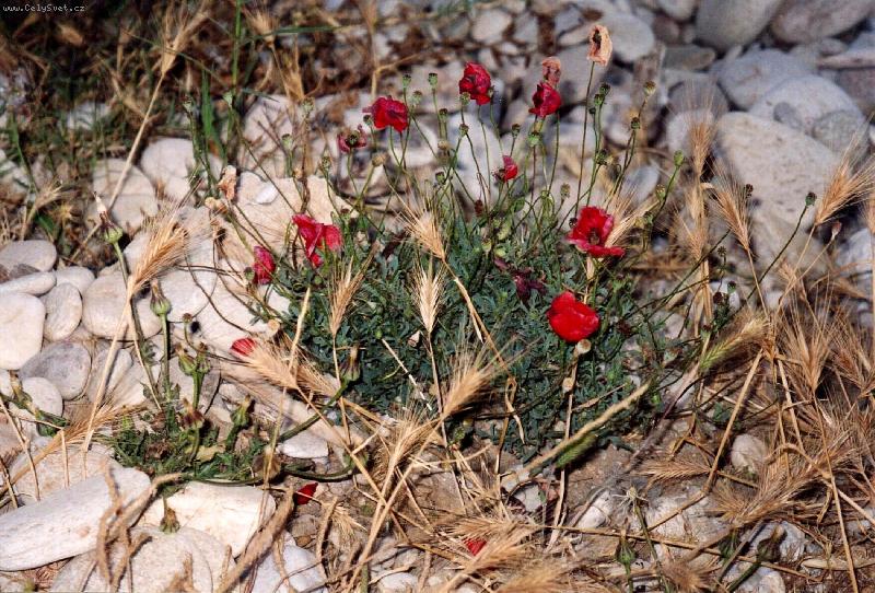 Foto: Vodu !-Kvetouc� kamen�.