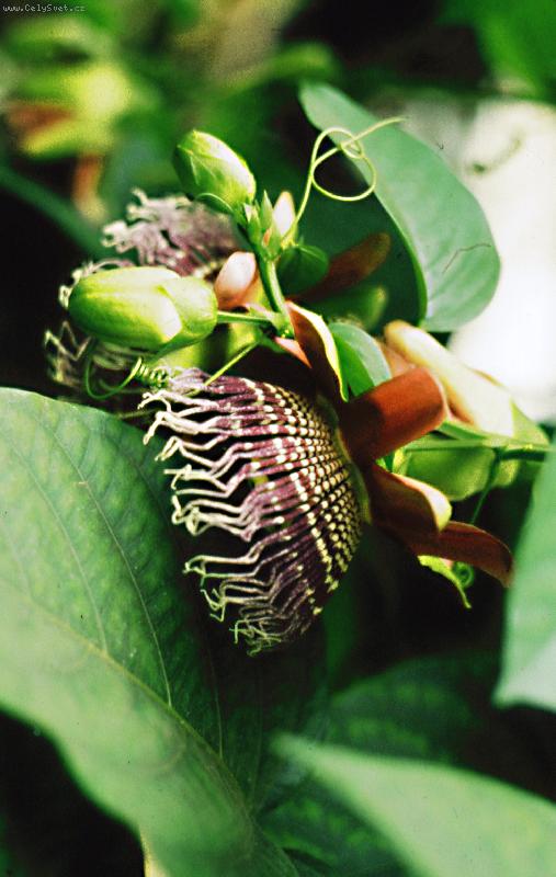 Foto: Je hezk�-z botanick� zahrady