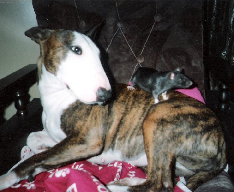 Foto: Kamar�di-Fenka bulteriera a potkan