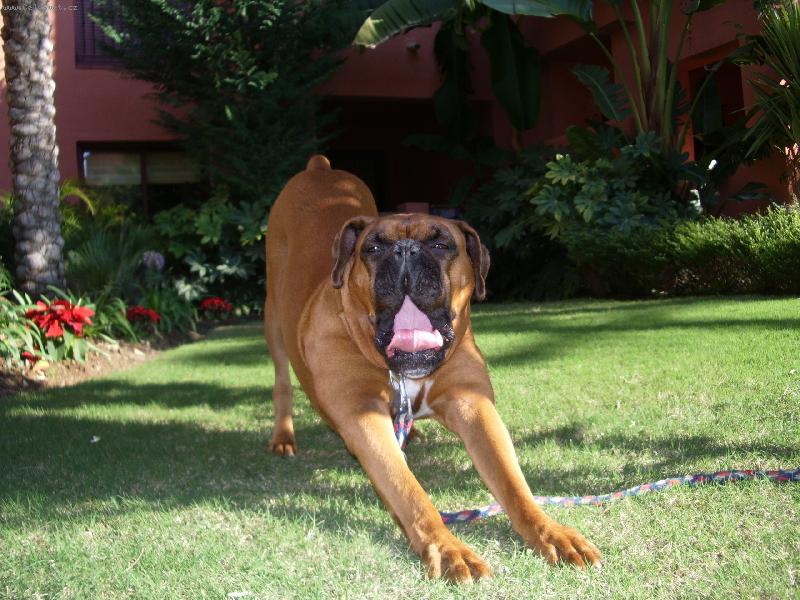 Foto: To je ale nuda-Pr�v� se nam Bono probral po odpoledn�m sp�nku