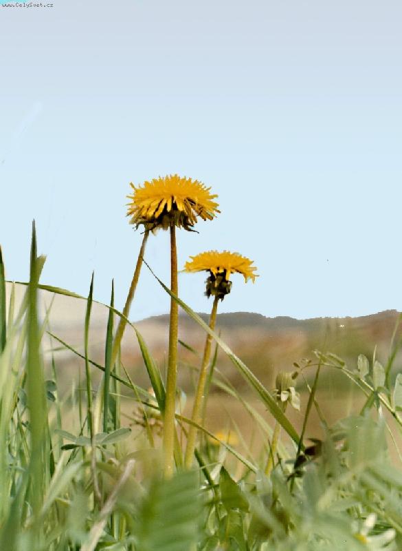 Foto: Pampeli�ky-n�kde v pol�ch Vyso�iny