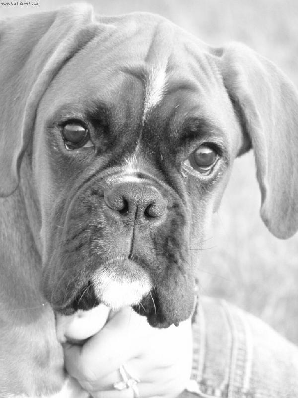 Foto: Gidou�ek!!!-Na prvn� pohled zlat��ko...