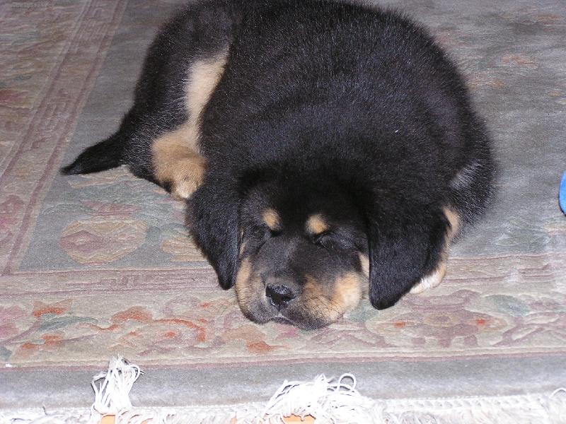 Foto: unaven� tibe���ek-pejsek TD, 10 t�dn�