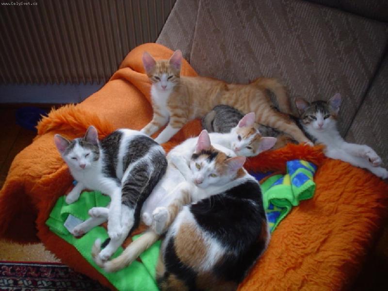 Foto: ko�i�� rodinka-mil��kov� zabrali k�eslo .)