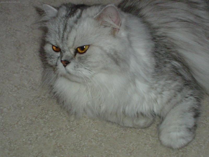 Foto: mil��ek s rodokmenem-"...va�e probl�my na moj� hlavu"