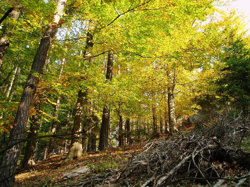 Foto: Koko��nsko-V�erej�� n�dhern� podzimn� den v lese