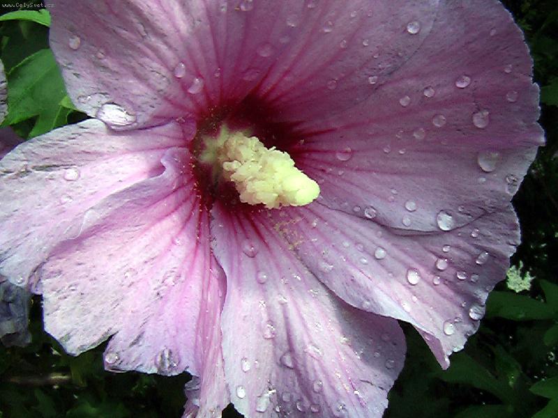 Foto: Po de�ti.Ke� Ibi�ku.-L�zn� Teplice nad/Be�vou.