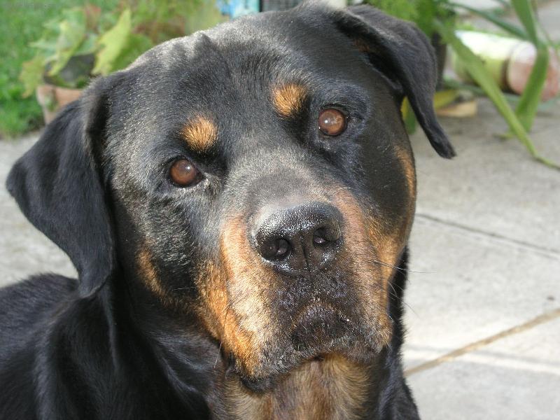 Foto: "brut�ln�" Nikita