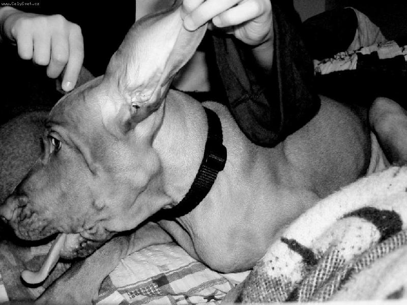 Foto: M� n�s na h�ku!-N� Arny asi v p�ti m�s�c�ch. Z�v�.