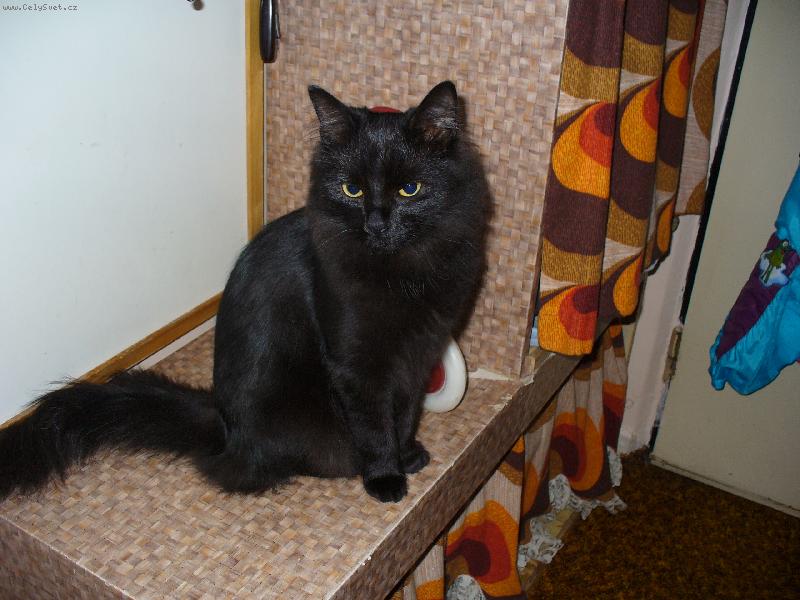 Foto: Kocourek Mike�-�ek�m a� otev�ou dve�e, abych zdrhnul ven!